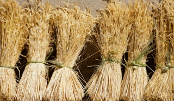 THE AGRICULTURAL CYCLE REVEALS SPIRITUAL PATTERNS